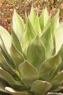 Image of coastal agave