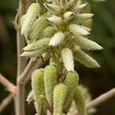 Image of Aloe tomentosa Deflers