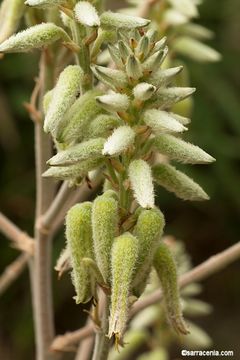 Image of Aloe tomentosa Deflers