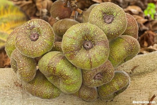 Imagem de Ficus auriculata Lour.