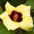 Image of Hibiscus taiwanensis S. Y. Hu