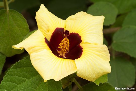 Image of Hibiscus taiwanensis S. Y. Hu