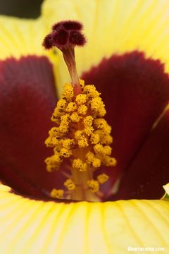 Image of Hibiscus taiwanensis S. Y. Hu