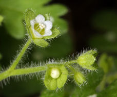 Image de Eucrypta chrysanthemifolia var. bipinnatifida (Torr.) Constance