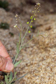 Image of <i>Thysanocarpus curvipes</i> var. <i>eradiatus</i>