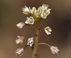 Image of <i>Thysanocarpus curvipes</i> var. <i>eradiatus</i>