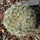 Image of Golden-chested Beehive Cactus