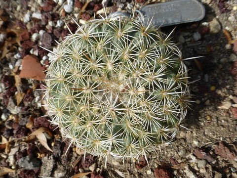 Image of Golden-chested Beehive Cactus