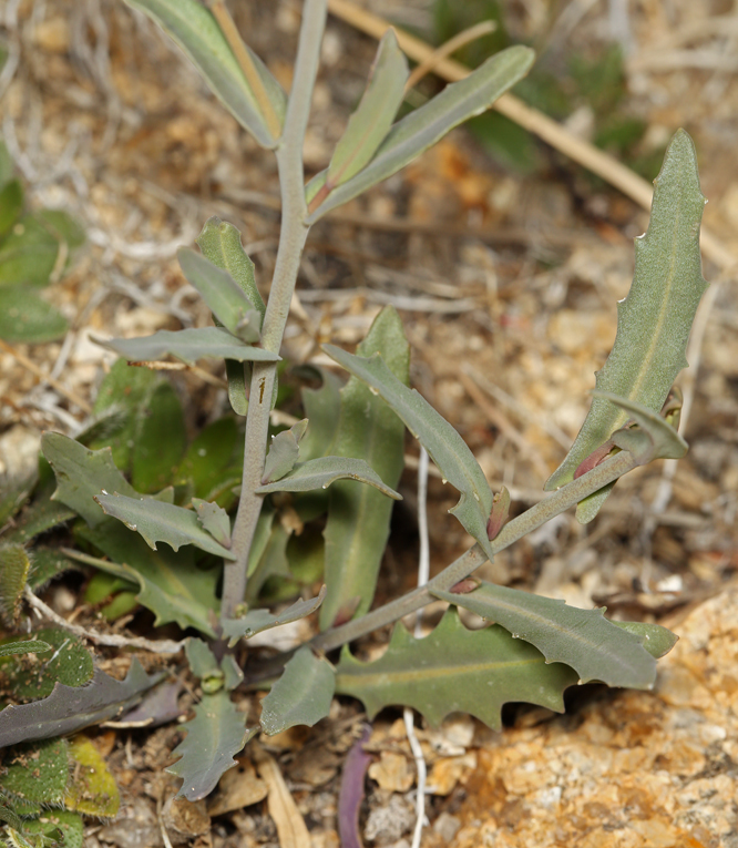 Image of <i>Thysanocarpus curvipes</i> var. <i>eradiatus</i>