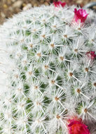 Image of Mammillaria albilanata Backeb.