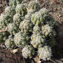 Image of thelocactus