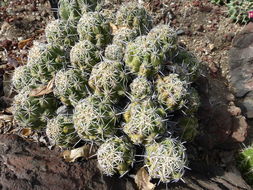 Thelocactus leucacanthus (Zucc. ex Pfeiff.) Britton & Rose resmi