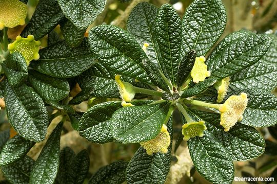 Image of Dorstenia gigas Schweinf. ex Balf. fil.