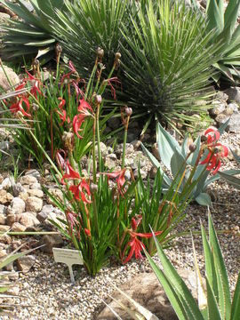 Image of Jacobean Lily