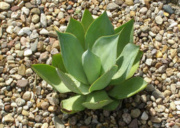 صورة <i>Agave mitis</i> var. <i>albidior</i>