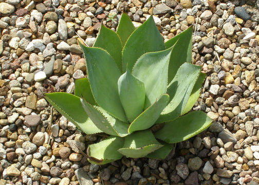 Image de <i>Agave mitis</i> var. <i>albidior</i>