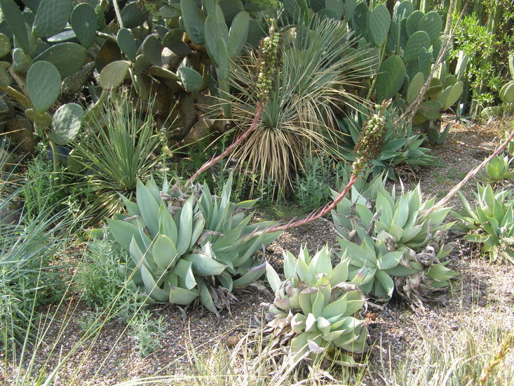 صورة <i>Agave mitis</i> var. <i>albidior</i>