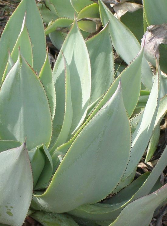 صورة <i>Agave mitis</i> var. <i>albidior</i>