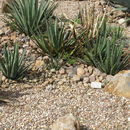 Image of Agave difformis A. Berger