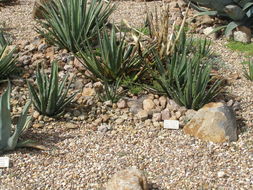 Image of Agave difformis A. Berger