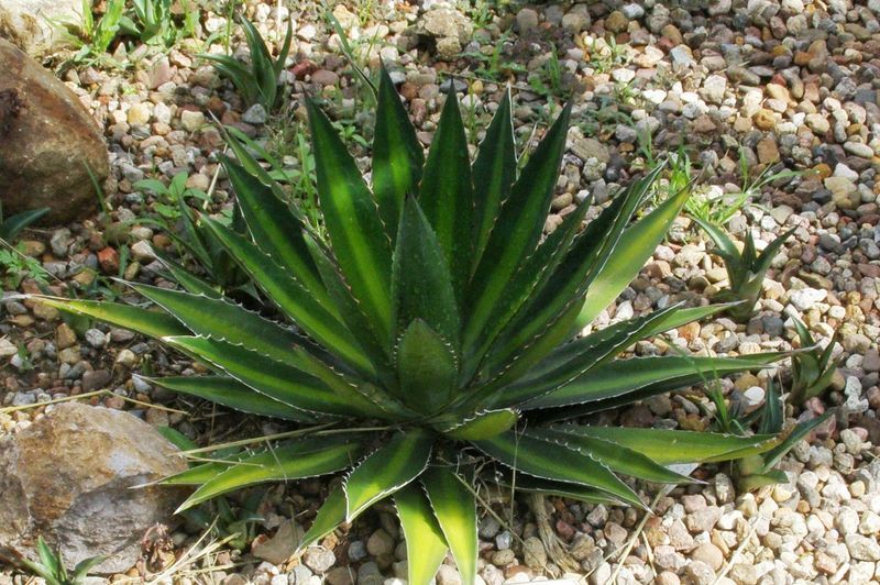 Image of Agave kerchovei Lem.