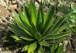 Image of Agave kerchovei Lem.