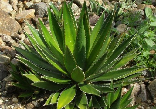 Image de Agave kerchovei Lem.