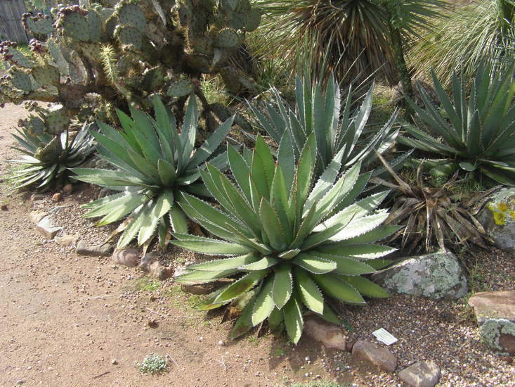 Слика од Agave obscura Schiede ex Schltdl.