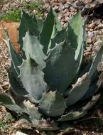 Image of Agave potatorum Zucc.