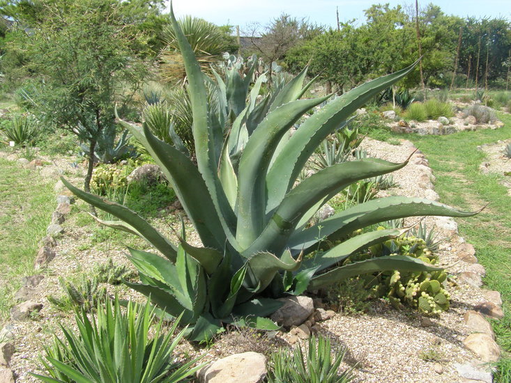 Слика од Agave salmiana Otto ex Salm-Dyck