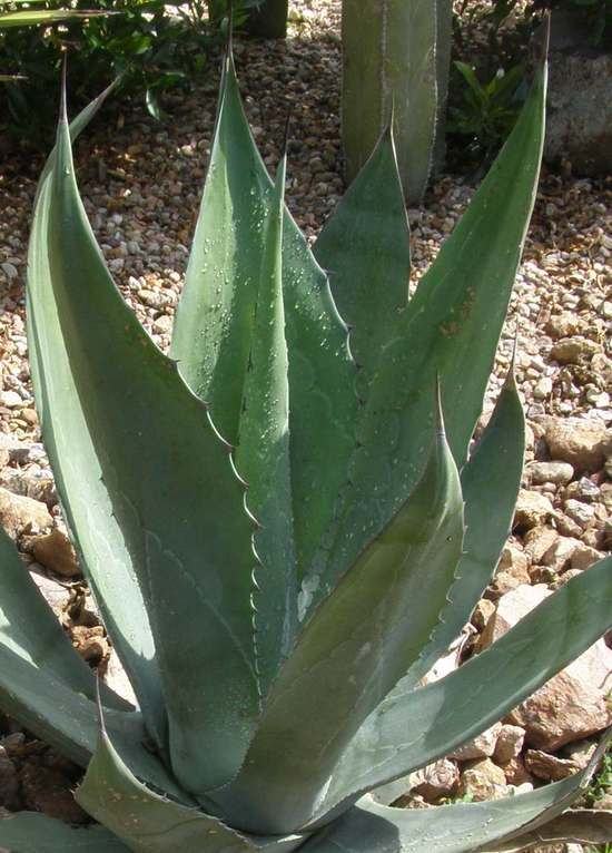 Слика од Agave salmiana Otto ex Salm-Dyck