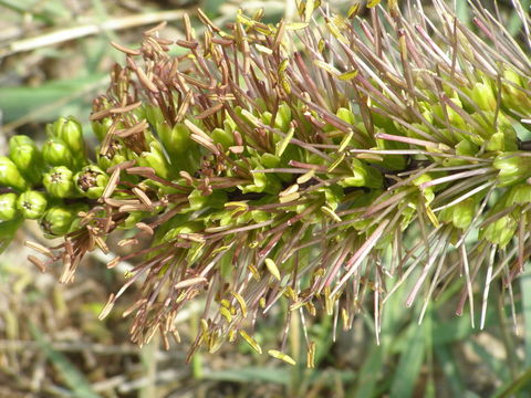 Agave striata Zucc. resmi