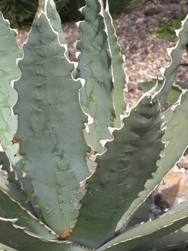 Agave xylonacantha Salm-Dyck resmi