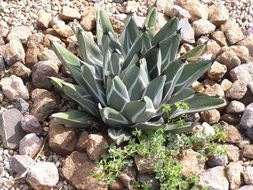 Image of Queen Victoria agave