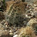 Image of Goat's Horn Cactus