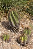 Imagem de Astrophytum ornatum (DC.) Britton & Rose