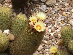 Image of Coryphantha erecta (Lem.) Lem.