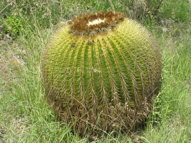 Image of Echinocactus grusonii Hildm.