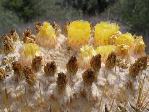 Image of Cactus