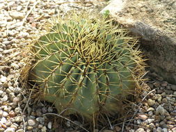 Ferocactus glaucescens (DC.) Britton & Rose resmi