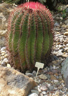 Ferocactus pilosus (Galeotti) Werderm. resmi