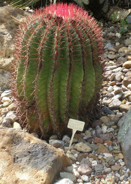 Ferocactus pilosus (Galeotti) Werderm. resmi