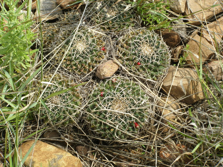 Plancia ëd Mammillaria magnimamma Haw.