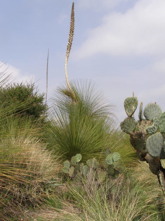 Image of Dasylirion quadrangulatum S. Watson