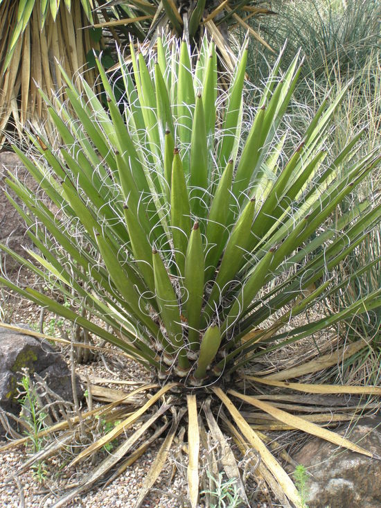 Image of Palma China yucca