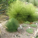 Image of Queretaro's yucca