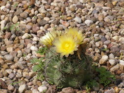 Thelocactus leucacanthus (Zucc. ex Pfeiff.) Britton & Rose resmi