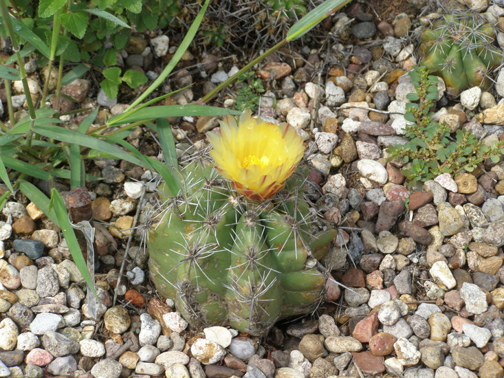 Thelocactus leucacanthus (Zucc. ex Pfeiff.) Britton & Rose resmi