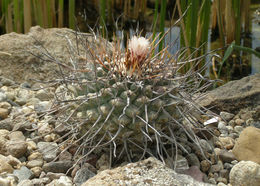 Image of Thelocactus rinconensis (Poselger) Britton & Rose