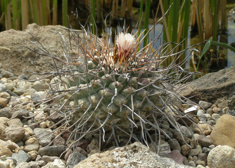 Image of Thelocactus rinconensis (Poselger) Britton & Rose